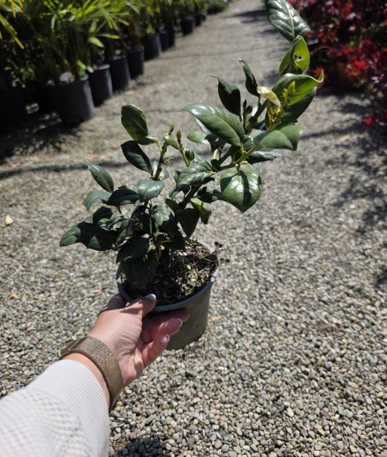 Ilex nellie stevens 20-50cm (ghiveci) Ilex nellie stevens 20-50cm (ghiveci)