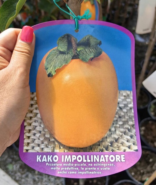 Kaki impollinatore la ghiveci Kaki impollinatore la ghiveci