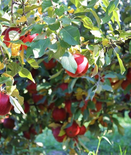 Mar Ionatan (radacina nuda) Mar Ionatan (radacina nuda)