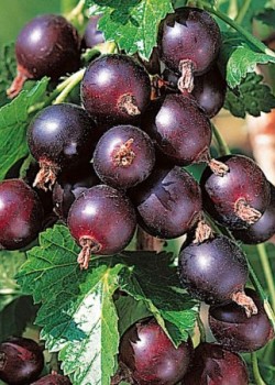 Coacaz Josta (ghiveci)