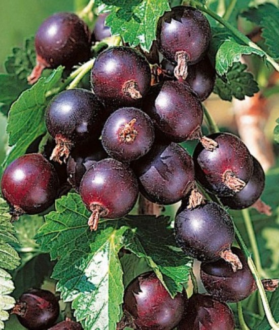 Coacaz Josta (ghiveci)