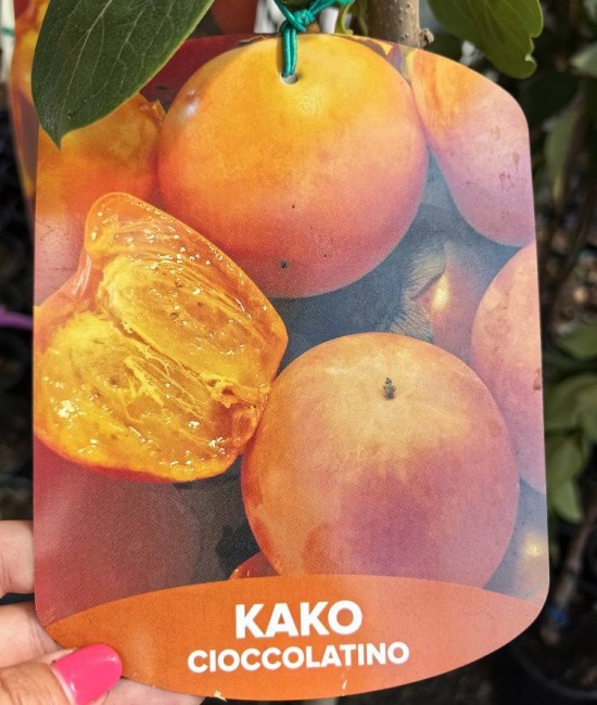 Kaki Cioccolatino pe rod (ghiveci) Kaki Cioccolatino pe rod (ghiveci)