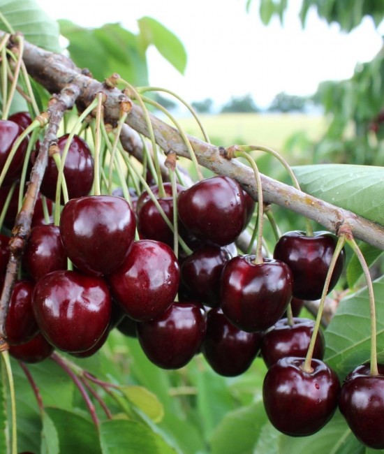 Cires Kordia (radacina nuda) Cires Kordia (radacina nuda)