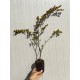 Lagerstroemia (liliac indian) alb 30-50cm (ghiveci) Lagerstroemia (liliac indian) alb 30-50cm (ghiveci)