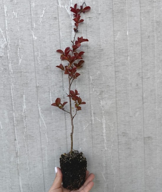 Lagerstroemia (liliac indian) rosu 20-40cm (alveola) Lagerstroemia (liliac indian) rosu 20-40cm (alveola)