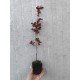 Lagerstroemia (liliac indian) rosu 20-40cm (alveola) Lagerstroemia (liliac indian) rosu 20-40cm (alveola)