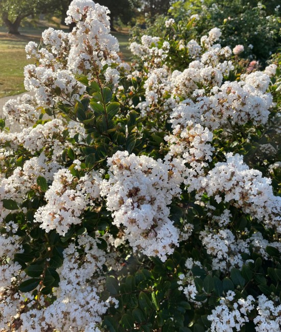 Lagerstroemia (liliac indian) alb 30-50cm (ghiveci) Lagerstroemia (liliac indian) alb 30-50cm (ghiveci)