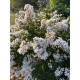 Lagerstroemia (liliac indian) alb 30-50cm (ghiveci) Lagerstroemia (liliac indian) alb 30-50cm (ghiveci)