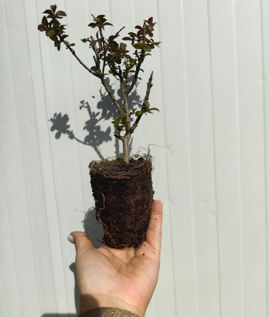 Lagerstroemia (liliac indian) pitic roz 10-20cm (ghiveci) Lagerstroemia (liliac indian) pitic roz 10-20cm (ghiveci)