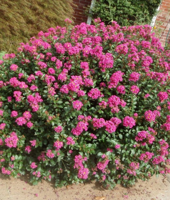 Lagerstroemia (liliac indian) pitic roz 10-20cm (ghiveci) Lagerstroemia (liliac indian) pitic roz 10-20cm (ghiveci)