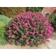 Lagerstroemia (liliac indian) pitic roz 10-20cm (ghiveci) Lagerstroemia (liliac indian) pitic roz 10-20cm (ghiveci)