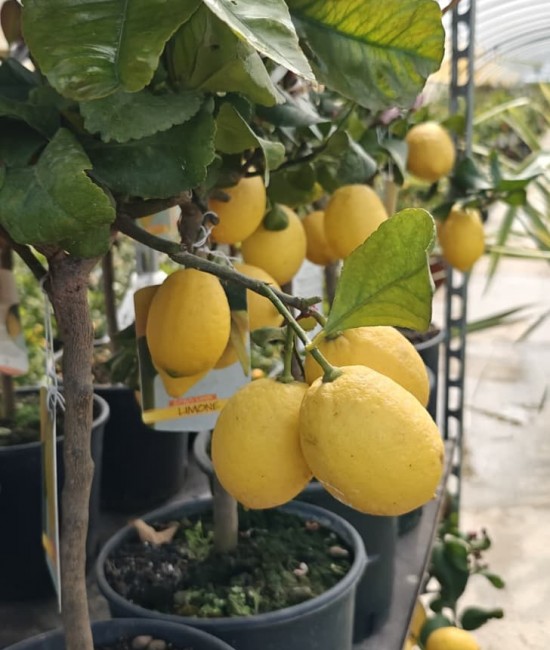 Lamai (ghiveci) Lamai (ghiveci)