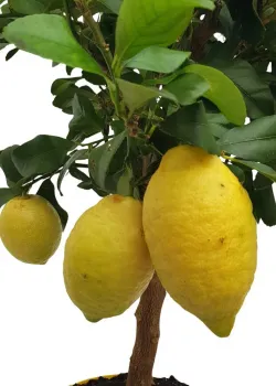 Lamai Meyer 50-70cm (ghiveci) Lamai Meyer 50-70cm (ghiveci)