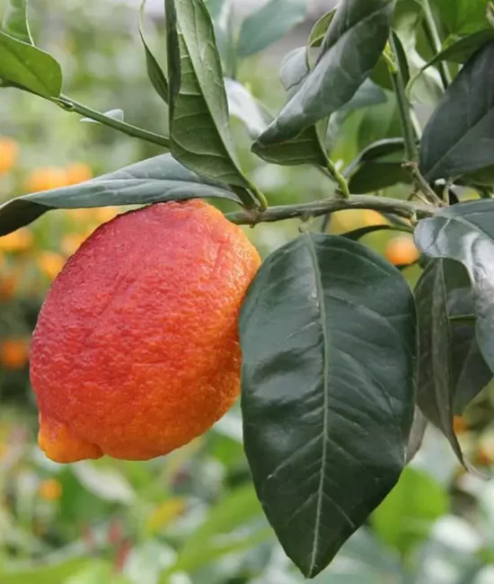 Lamai rosu 50-70cm (ghiveci)