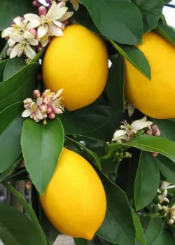 Lamai Carrubaro 60-80cm (ghiveci)