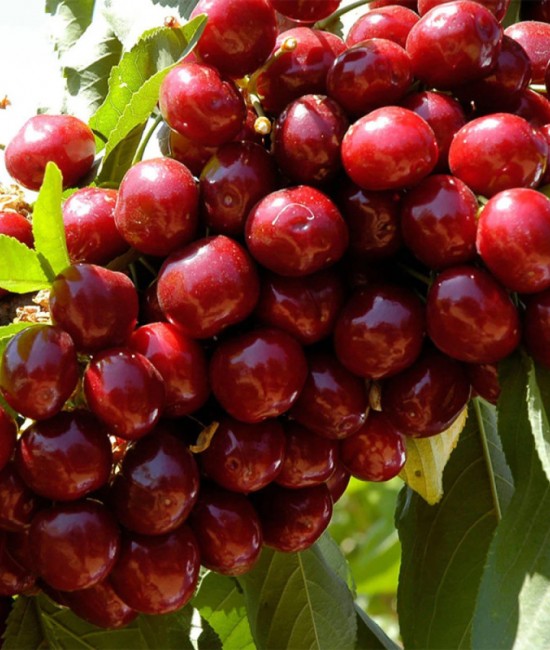 Cires Lapins pe rod (ghiveci) Cires Lapins pe rod (ghiveci)