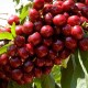 Cires Lapins pe rod (ghiveci) Cires Lapins pe rod (ghiveci)