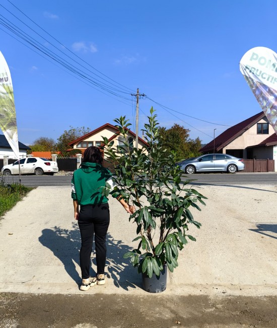 Laur englezesc Novita 1.4-1.6m Laur englezesc Novita 1.4-1.6m