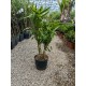 Leandru rosu dublu 50-70cm (ghiveci) Leandru rosu dublu 50-70cm (ghiveci)