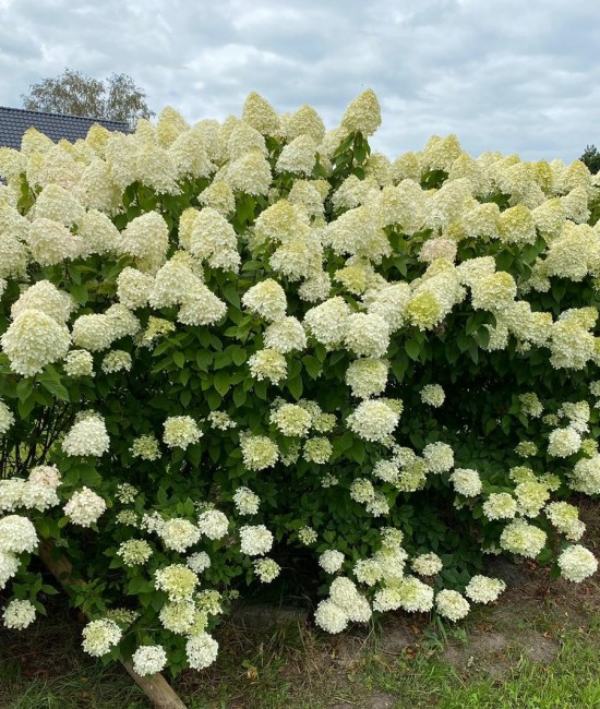 Hortensie Paniculata Limelight 20-30 cm (alveola) Hortensie Paniculata Limelight 20-30 cm (alveola)