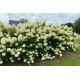 Hortensie Paniculata Limelight 20-30 cm (alveola) Hortensie Paniculata Limelight 20-30 cm (alveola)