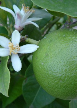 Lime (lamai verde) Tahiti 50-70cm (ghiveci)