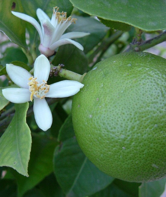 Lime (lamai verde) Tahiti 50-70cm (ghiveci)