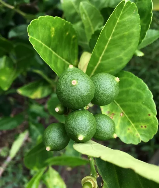 Lime Combava 50-70cm (ghiveci)