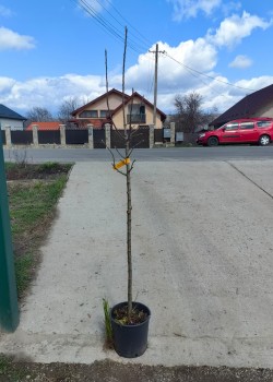 Mar Limoncella pe rod (ghiveci)