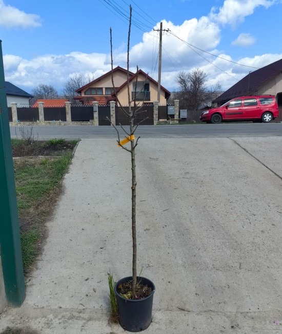 Mar Limoncella pe rod (ghiveci) Mar Limoncella pe rod (ghiveci)