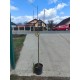 Mar Limoncella pe rod (ghiveci) Mar Limoncella pe rod (ghiveci)