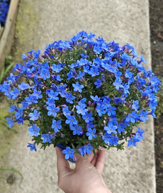 Lithodora (ghiveci) Lithodora (ghiveci)