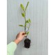 Magnolie Soulangeana (Alveola) Magnolie Soulangeana (Alveola)