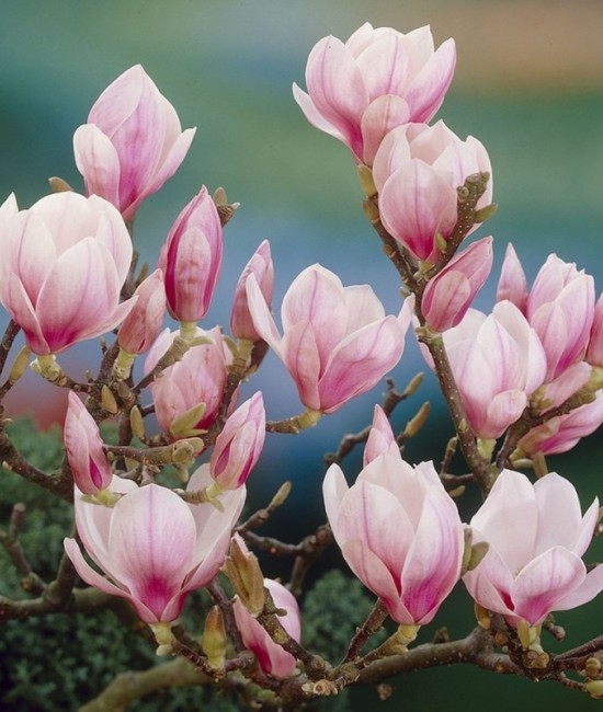 Magnolie Soulangeana (Alveola) Magnolie Soulangeana (Alveola)