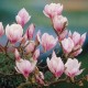 Magnolie Soulangeana (Alveola) Magnolie Soulangeana (Alveola)