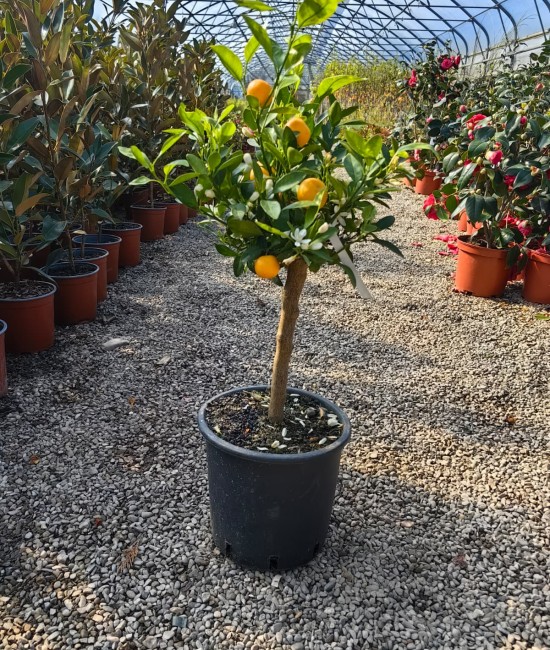 Calamondin (ghiveci) Calamondin (ghiveci)