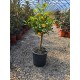 Calamondin (ghiveci) Calamondin (ghiveci)