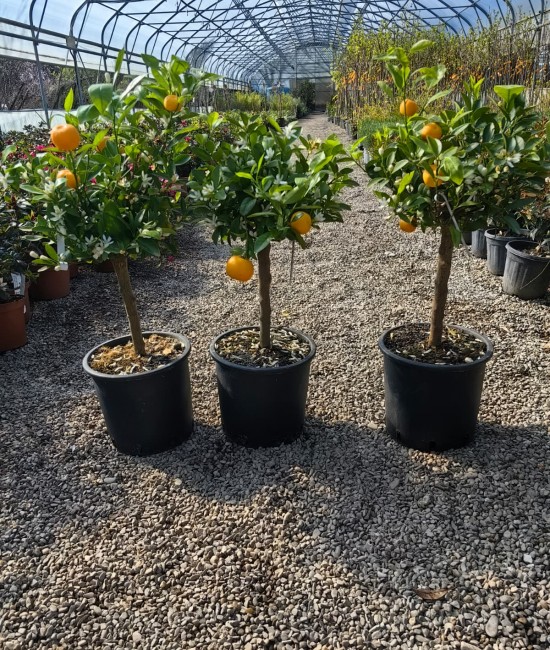 Calamondin (ghiveci) Calamondin (ghiveci)