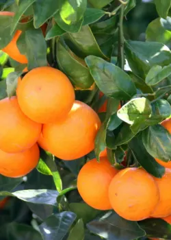 Mandarin 50-60cm (ghiveci)