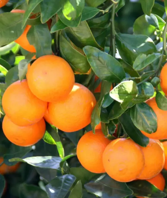 Mandarin 1.1-1.3m (ghiveci) Mandarin 1.1-1.3m (ghiveci)