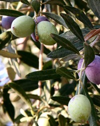 Maslini