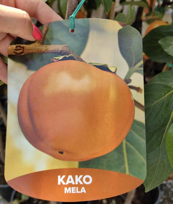 Kaki Mela la Ghiveci Kaki Mela la Ghiveci