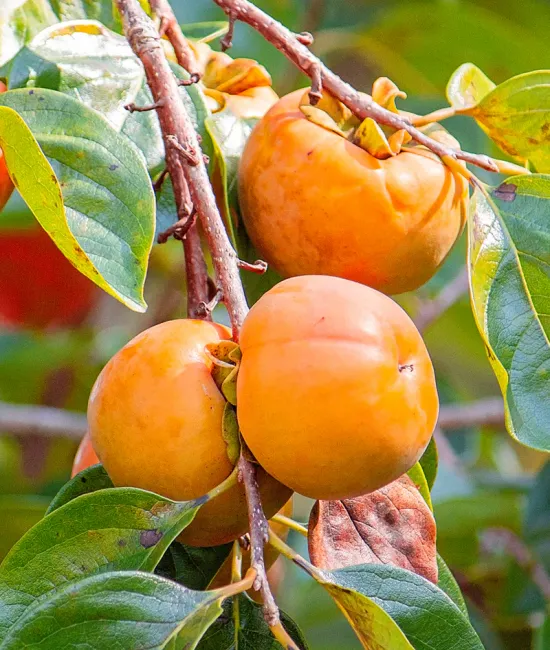 Kaki Mela Pe rod (radacina nuda) Kaki Mela Pe rod (radacina nuda)