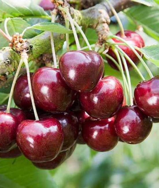 Cires Merchant (radacina nuda) Cires Merchant (radacina nuda)