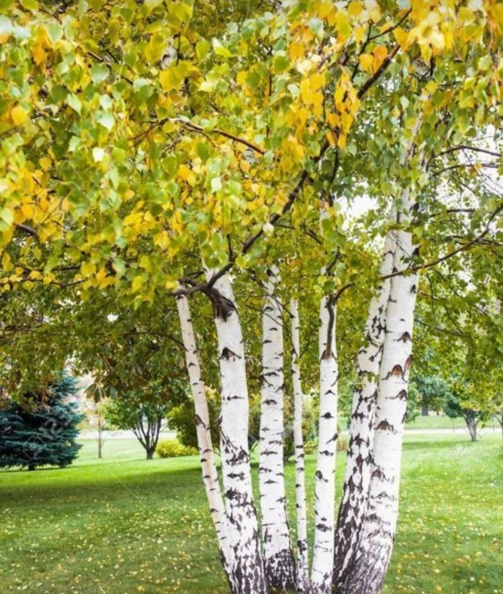 Mesteacan alb (Betula alba) alveola Mesteacan alb (Betula alba) alveola