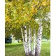 Mesteacan alb (Betula alba) alveola Mesteacan alb (Betula alba) alveola