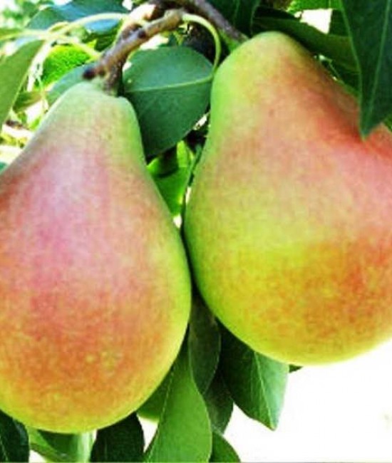 Par Napoca (radacina nuda) Par Napoca (radacina nuda)