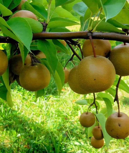 Par Nashi (radacina nuda)
