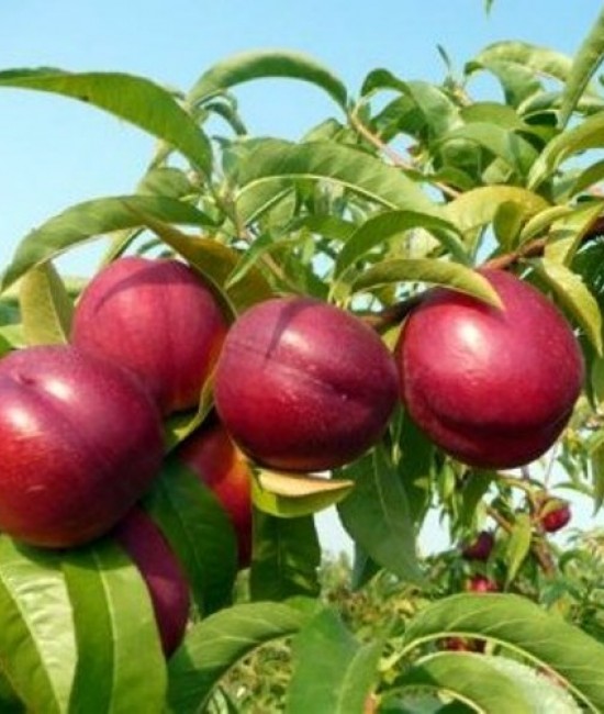 Nectarin Stark Red Gold (radacina nuda) Nectarin Stark Red Gold (radacina nuda)