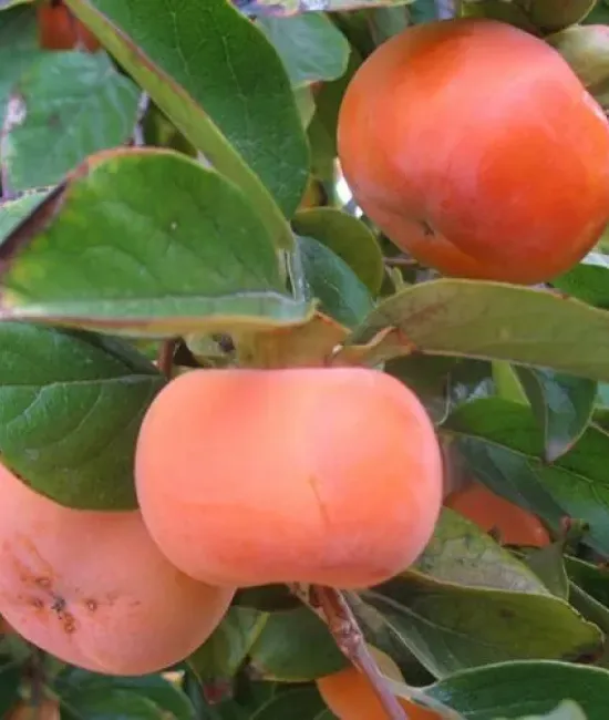 Kaki Ogosho pe rod (radacina nuda) Kaki Ogosho pe rod (radacina nuda)